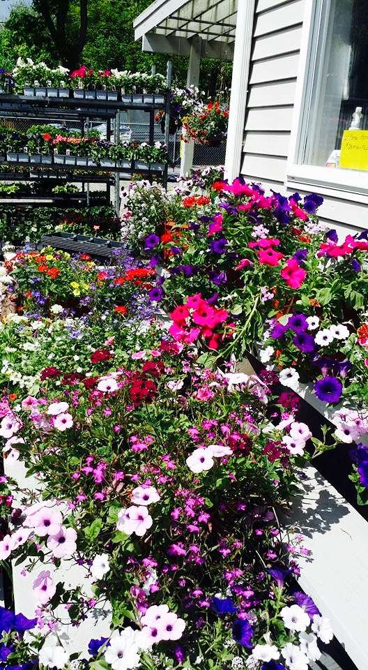 Putnam Lake Garden Center | 36 Danbury Rd, Patterson, NY 12563, USA | Phone: (845) 278-5258