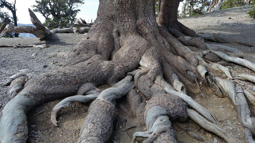 Mt. Charleston Wilderness | Mt Charleston, NV 89124, USA | Phone: (702) 872-5486