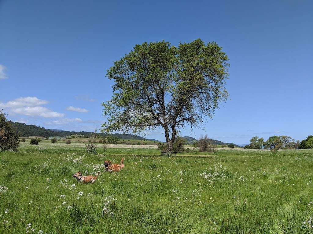 Alston Park Off-Leash Dog Area | Dry Creek Rd, Napa, CA 94558, USA