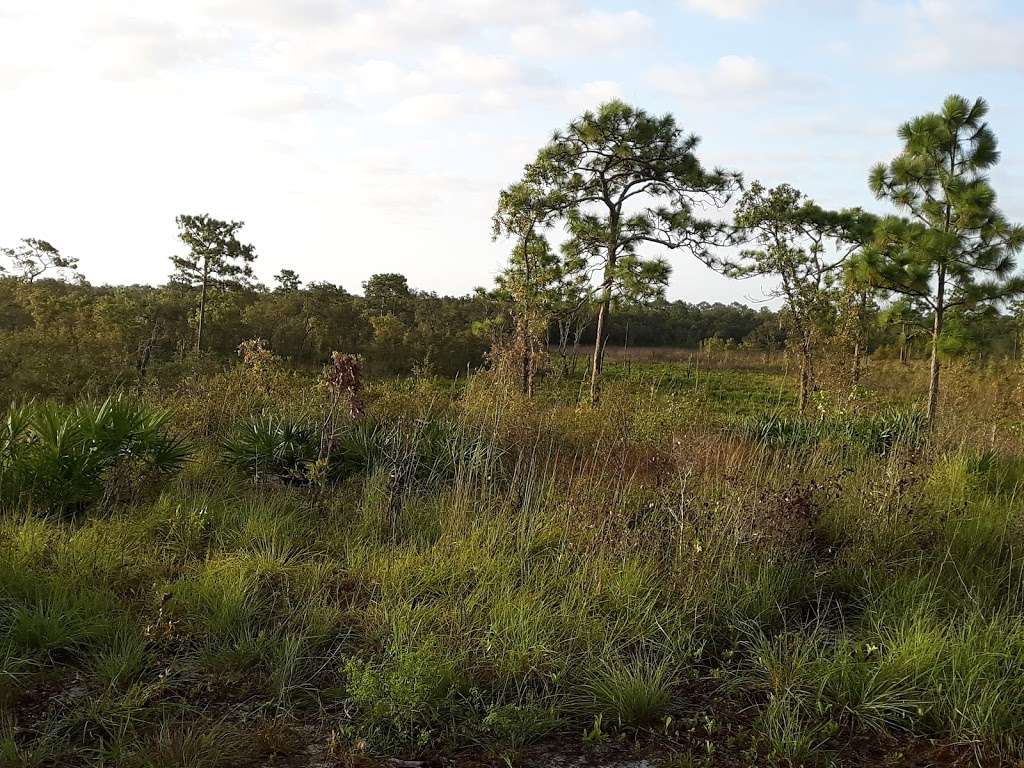 Creek Bluffs Loop Trail, Tiger Creek Preserve | 8373-8399 Wakeford Rd, Lake Wales, FL 33898, USA | Phone: (863) 635-7506