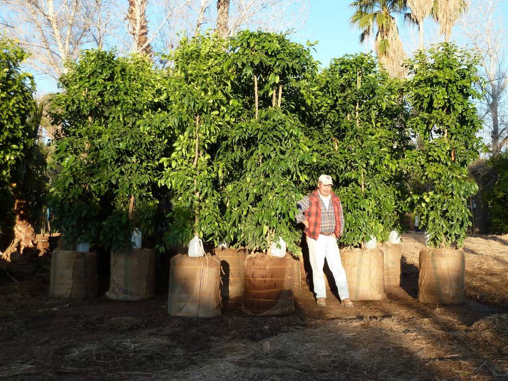 Greenfield Citrus Nursery, Inc. | 2558 E Lehi Rd, Mesa, AZ 85213, USA | Phone: (480) 830-8000