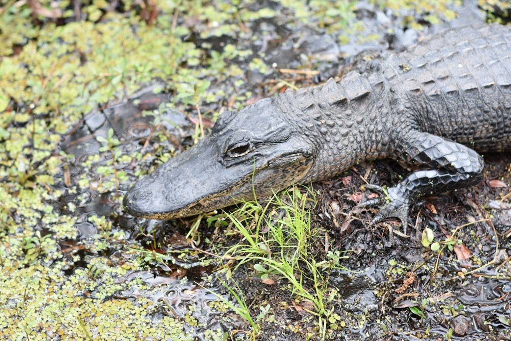 Barataria Preserve Visitor Center | 6588 Barataria Blvd, Marrero, LA 70072, USA | Phone: (504) 589-3882