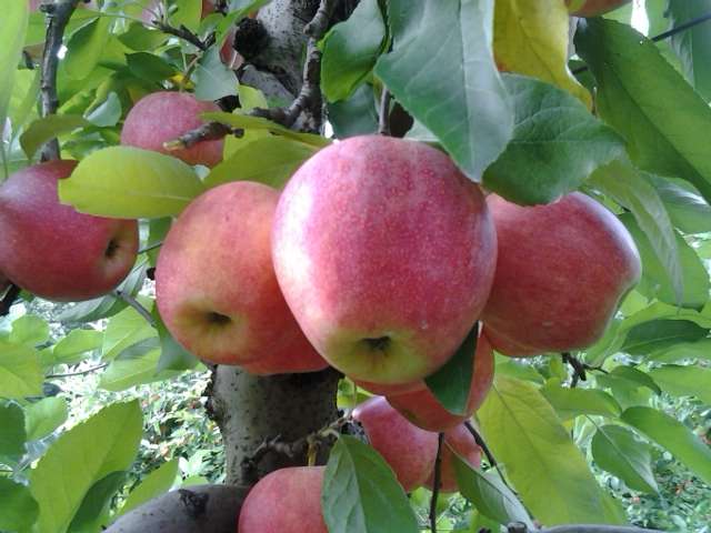 Shanesville Fruit Farm 120 School House Rd Boyertown Pa 19512 Usa