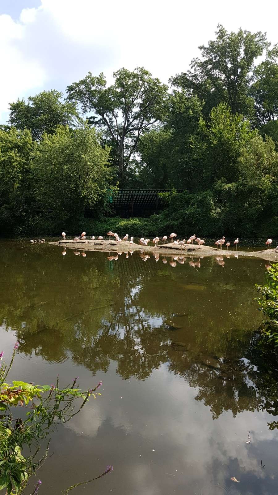Chilean Flamingos, Bronx Zoo | Bronx, NY 10460, USA