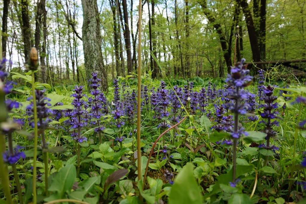 Graver Arboretum | 1581 Bushkill Center Rd, Bath, PA 18014 | Phone: (610) 342-6783