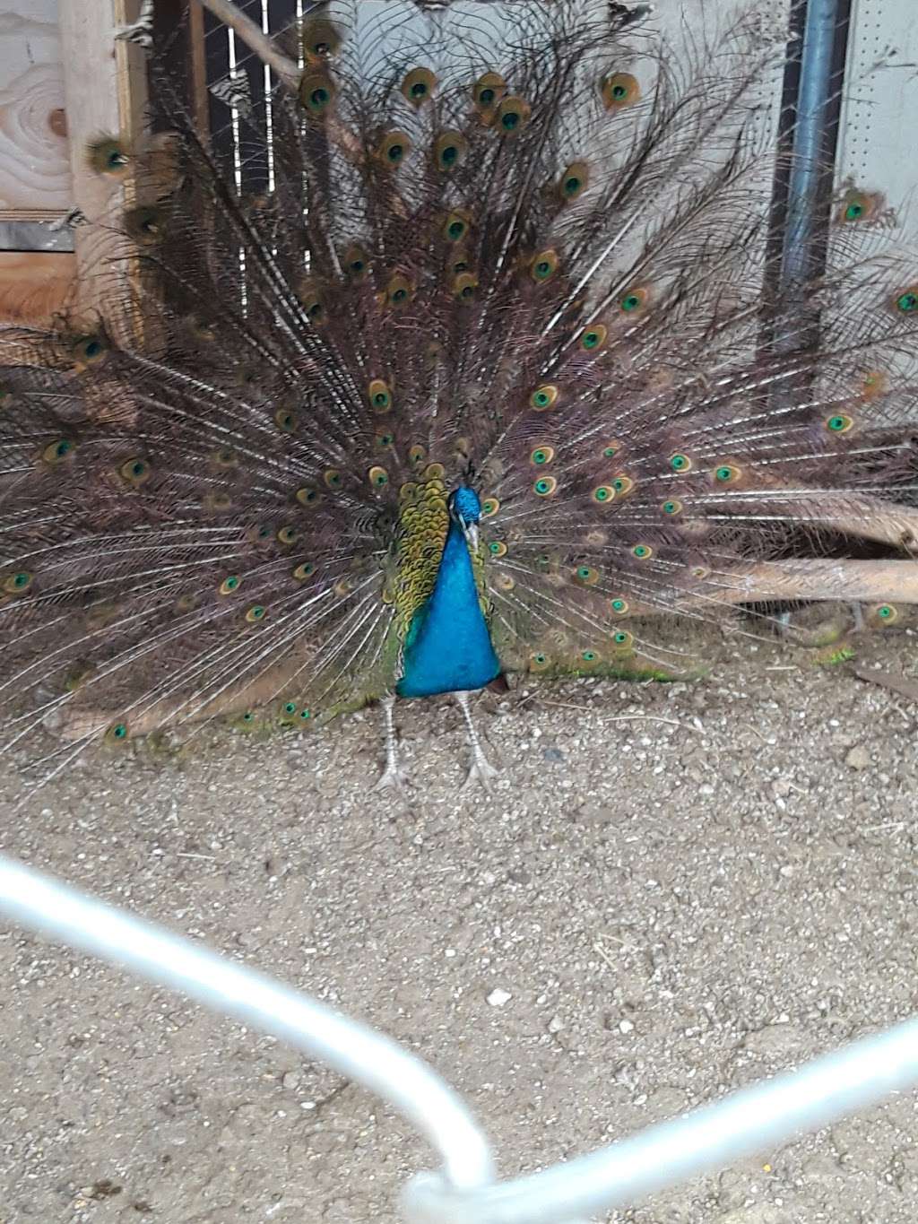 El rancho outlet animal feed store