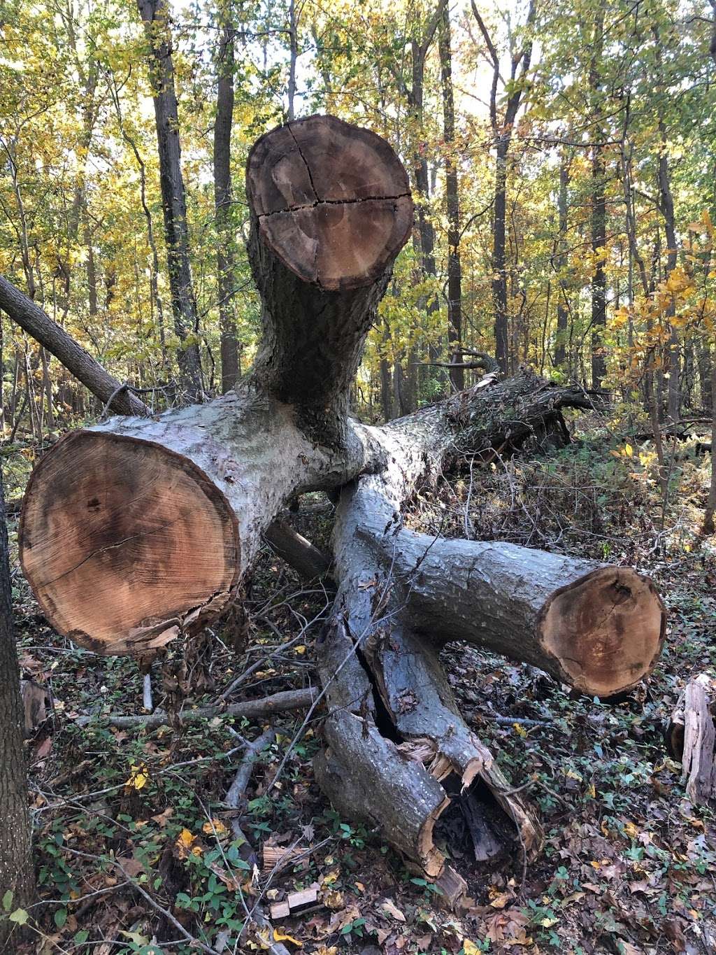 Parsons Point Trail | Unnamed Road, Smyrna, DE 19977, USA