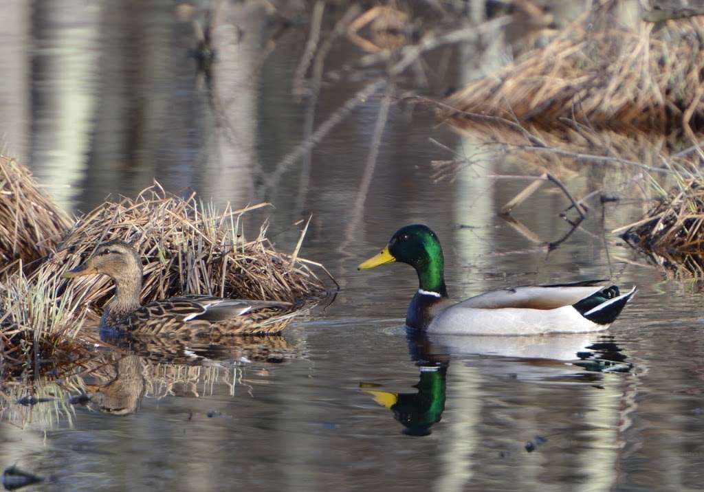 Great Swamp | Great Swamp Rd, Basking Ridge, NJ 07920, USA