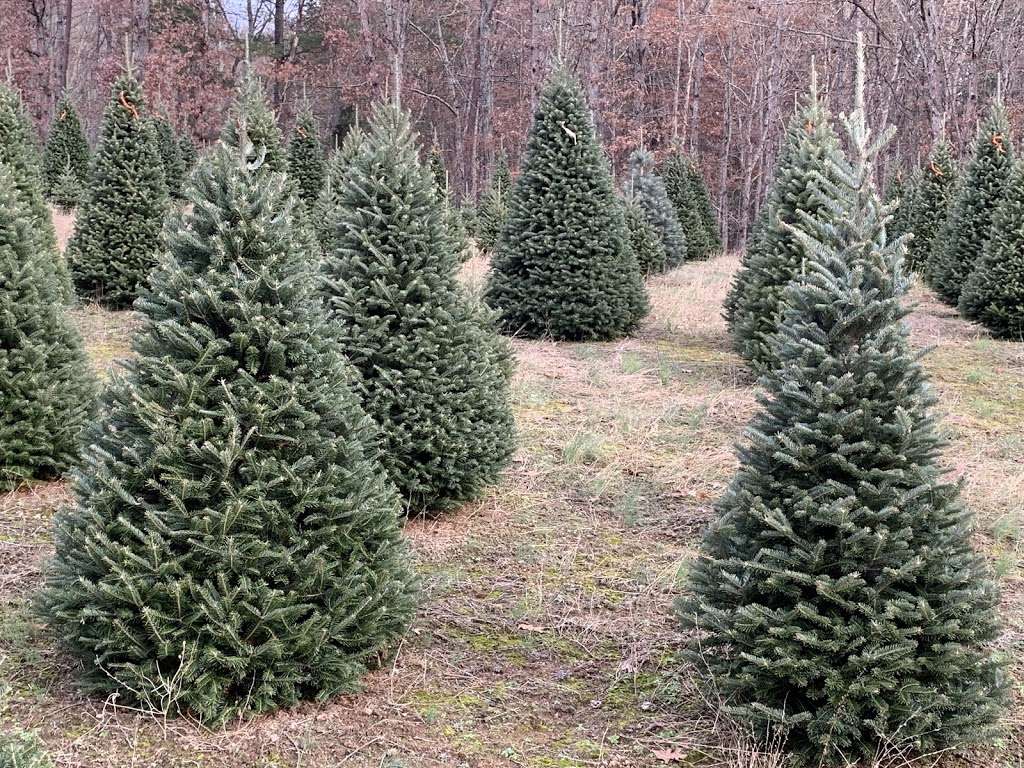 Whispering Pines Christmas Tree Farm | 17451 Richmond Turnpike, Milford, VA 22514, USA | Phone: (804) 761-4993