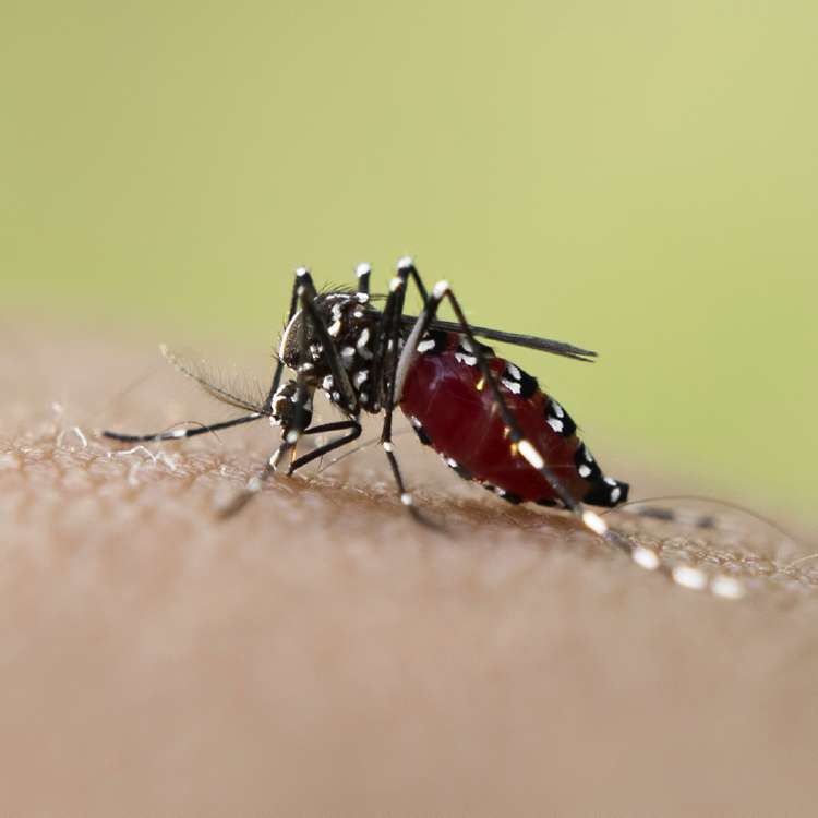 Mosquito Squad of the North Shore | 461 Boston St, Topsfield, MA 01983, USA | Phone: (978) 597-7168