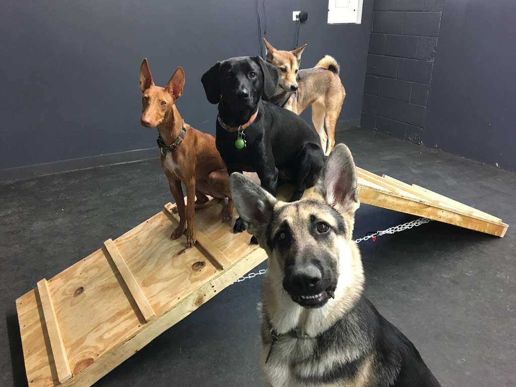 Four Paws: Dog Daycare & Boarding | 104 E St Charles Rd, Lombard, IL 60148, USA | Phone: (630) 376-6372