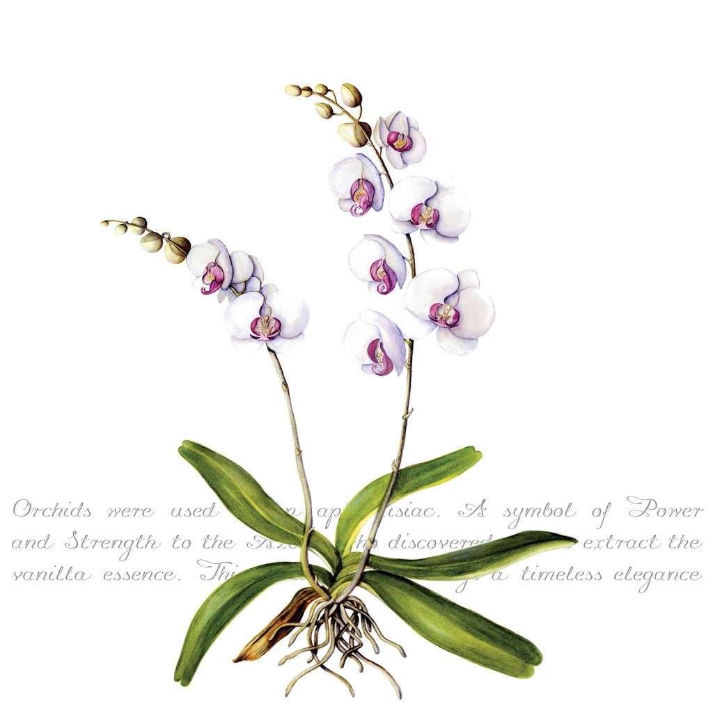 Zaquarella Botanical Greeting Cards | Willow Barn, Mill Hill, Edenbridge TN8 5DB, UK | Phone: 07577 001145