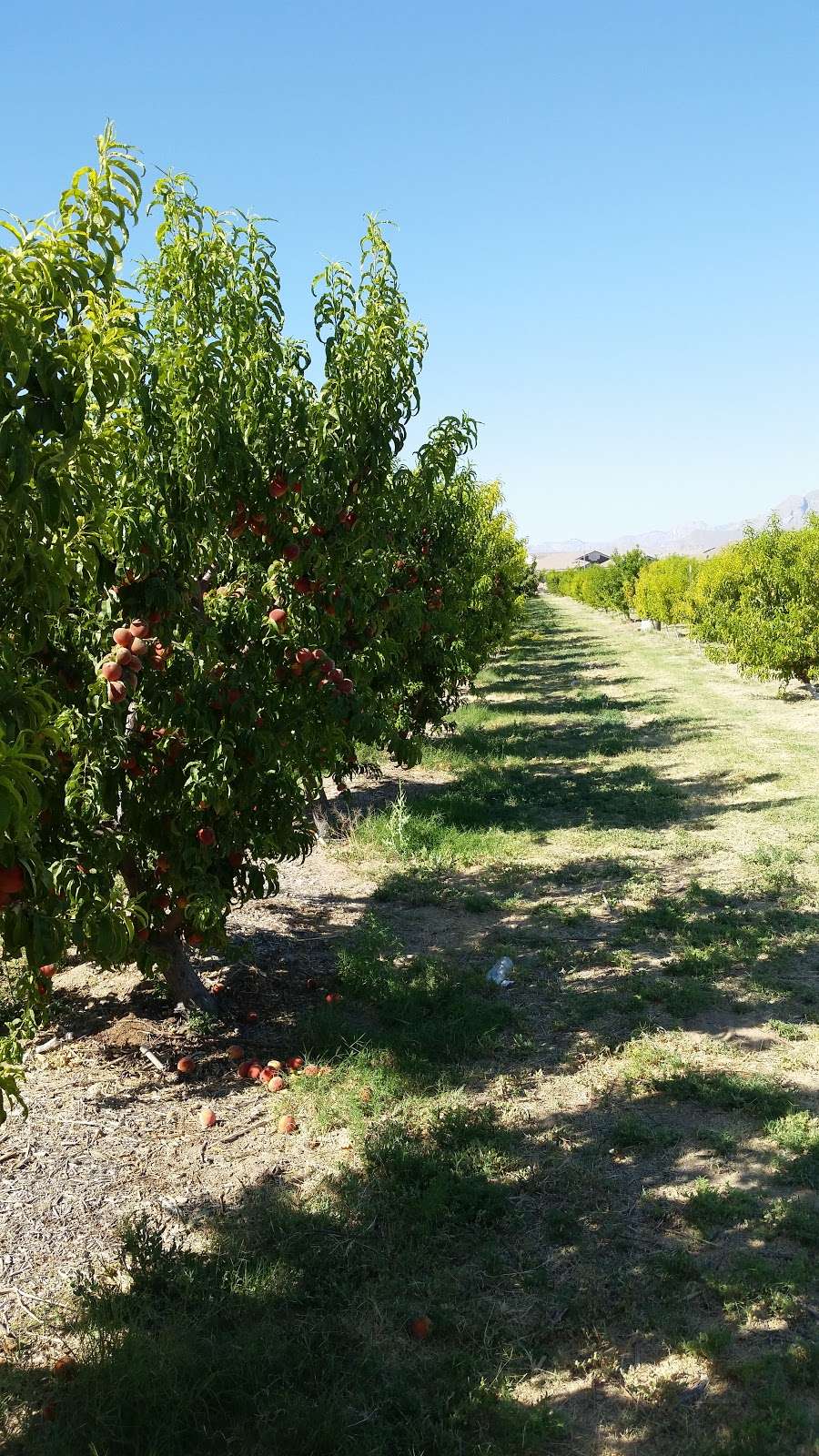 Gilcrease Orchard | 7800 N Tenaya Way, Las Vegas, NV 89131 | Phone: (702) 409-0655