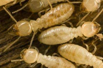 Act Termite & Pest Control | 57 E 5th St, Clifton, NJ 07011, USA | Phone: (973) 246-9941