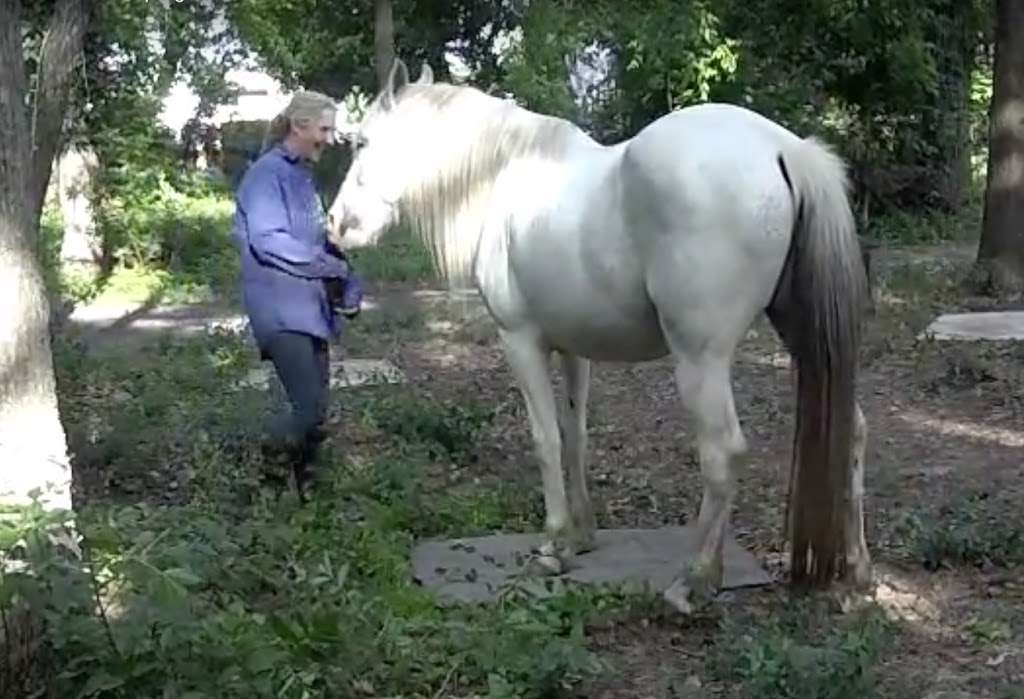 Equestrian Ventures Training | 417 Janisch Rd, Houston, TX 77018, USA | Phone: (713) 694-0694