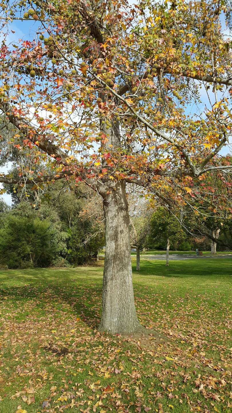 San Dieguito County Park - Lower | El Camino Real, Del Mar, CA 92014