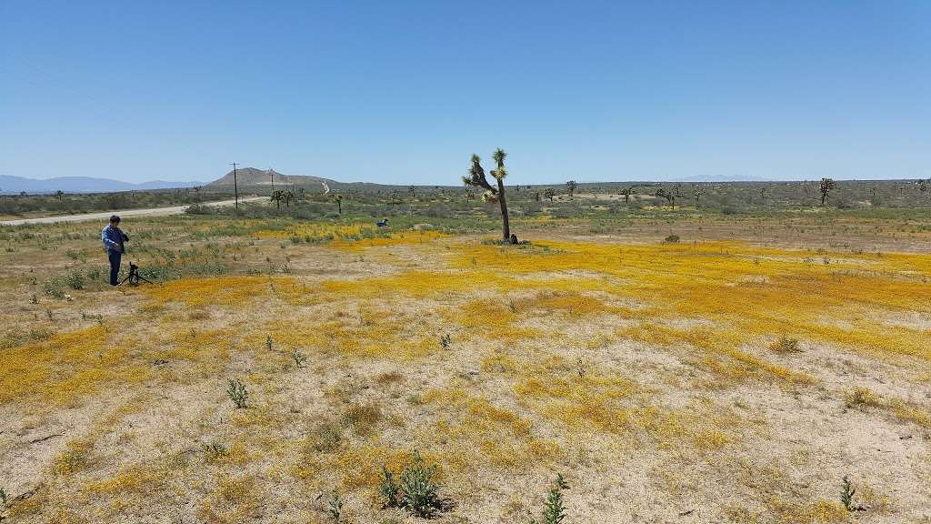 Butte Valley Wildflower Sanctuary | 1 Avenue, 190th street East, Lancaster, CA 93534 | Phone: (661) 944-6881