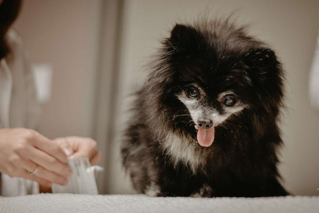 Pet Health Animal Hospital | 8520 W Desert Inn Rd, #1, Las Vegas, NV 89117, USA | Phone: (702) 910-4500