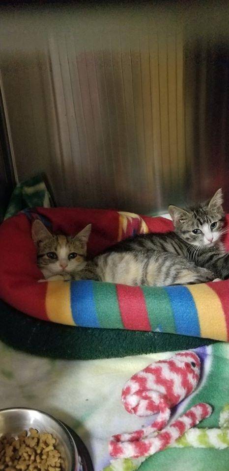 Owings Mills Veterinary Center | 9623 Reisterstown Rd Ste. A, Owings Mills, MD 21117, USA | Phone: (410) 363-0393