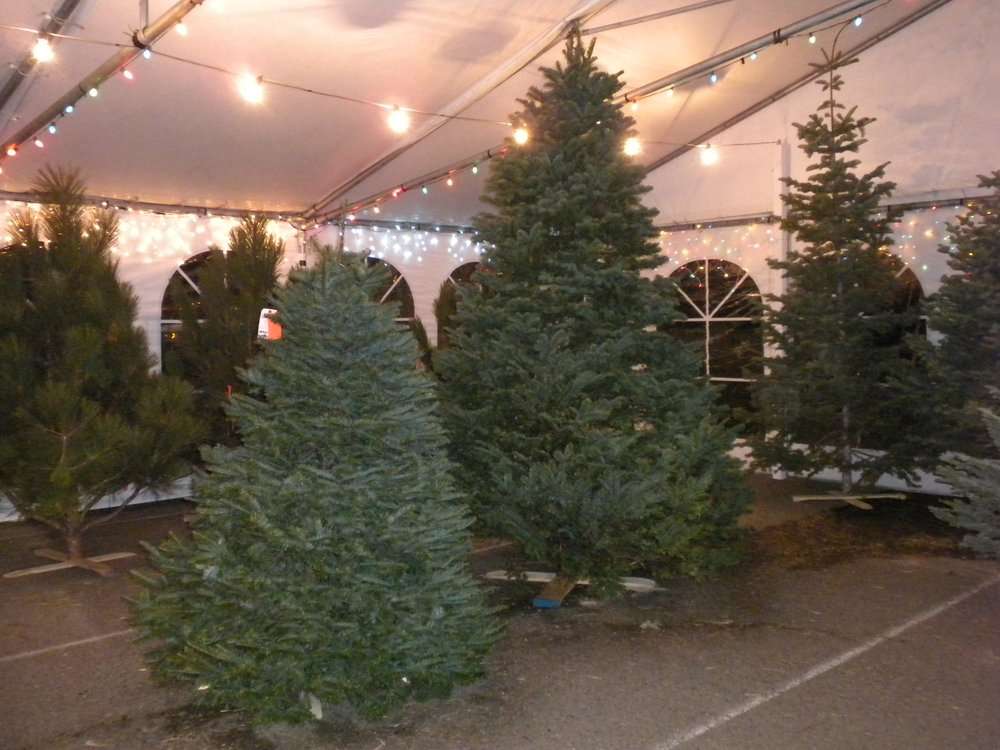 Brents Christmas Trees | 970 Harbor Bay Pkwy, Oakland, CA 94621 | Phone: (510) 635-2773