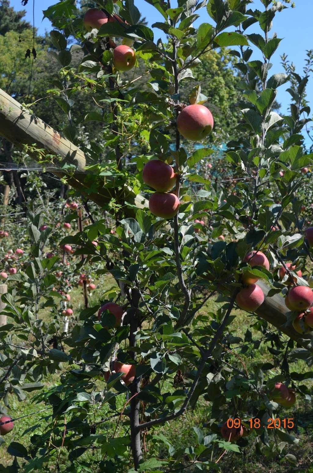 Indian Orchards Organic | 29 Copes Ln, Media, PA 19063, USA | Phone: (610) 564-0794