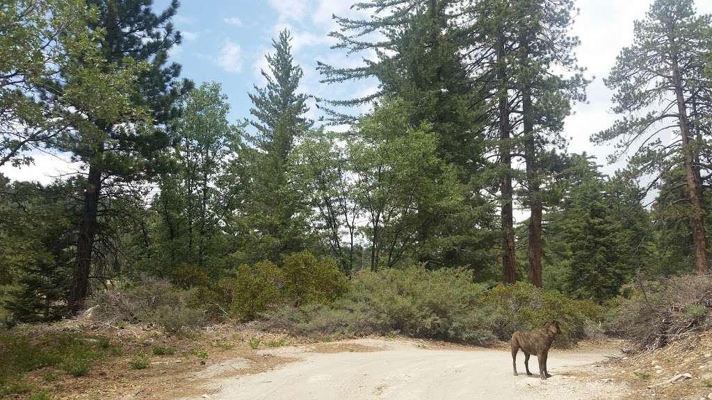 Camp Creek National Recreation Trail 1W09 | 36807 CA-18, Green Valley Lake, CA 92341, USA | Phone: (909) 382-2790