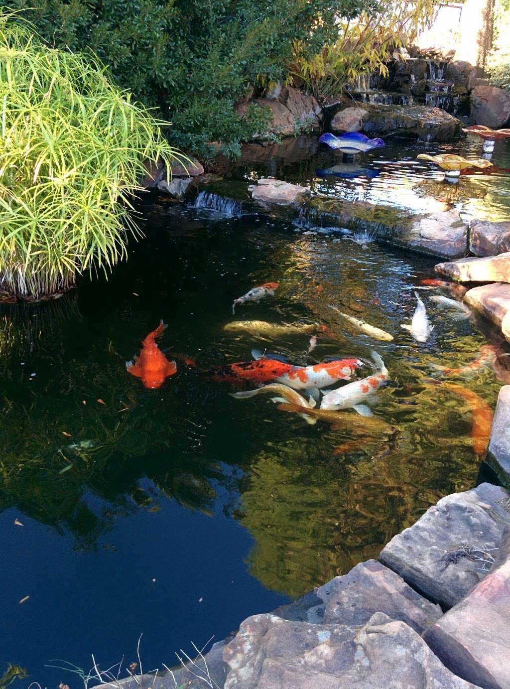 Creative Water Gardens | 2125 W Kingsley Rd, Garland, TX 75041, USA | Phone: (972) 271-1411