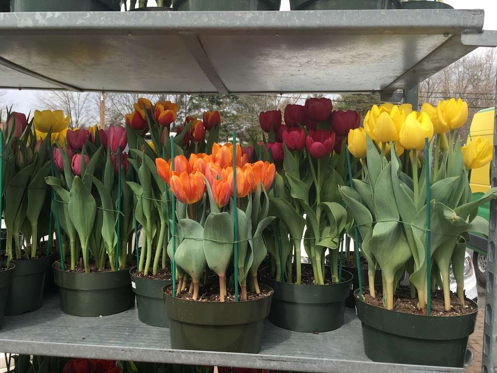 Halls Garden Center & Florist | 700 Springfield Ave, Berkeley Heights, NJ 07922, USA | Phone: (908) 665-0331