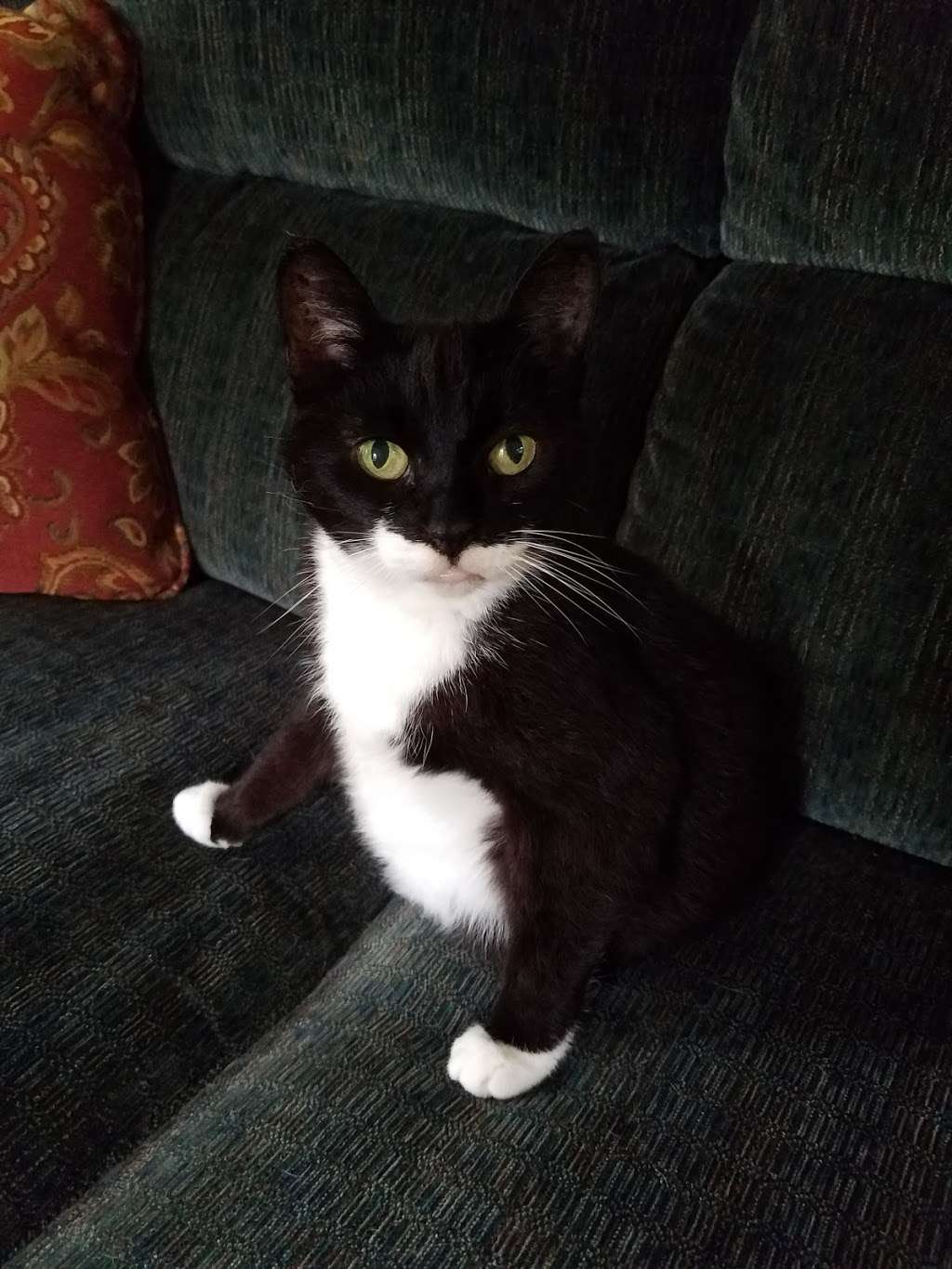 VCA Hanson Animal Hospital | 705 Main St, Hanson, MA 02341, USA | Phone: (781) 293-2511