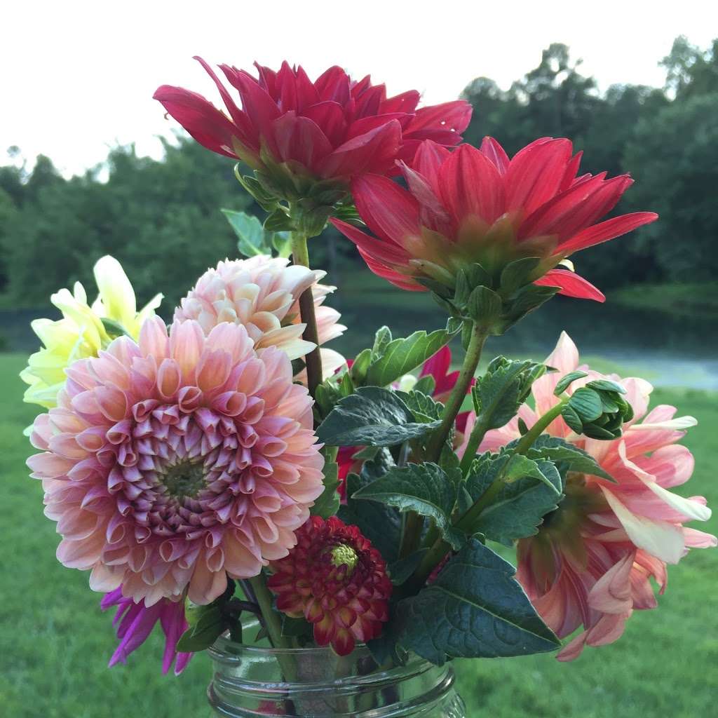 STILL WATERS FARM AND GARDENS | 1321 Schumann Ln, Hickory, NC 28602, USA | Phone: (704) 578-4586