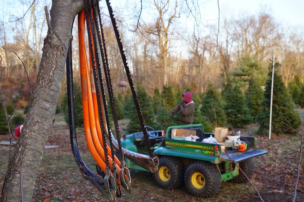 Three Kings Christmas Tree Farm | 117 Arneytown-Hornerstown Rd, Allentown, NJ 08501, USA | Phone: (609) 758-3097