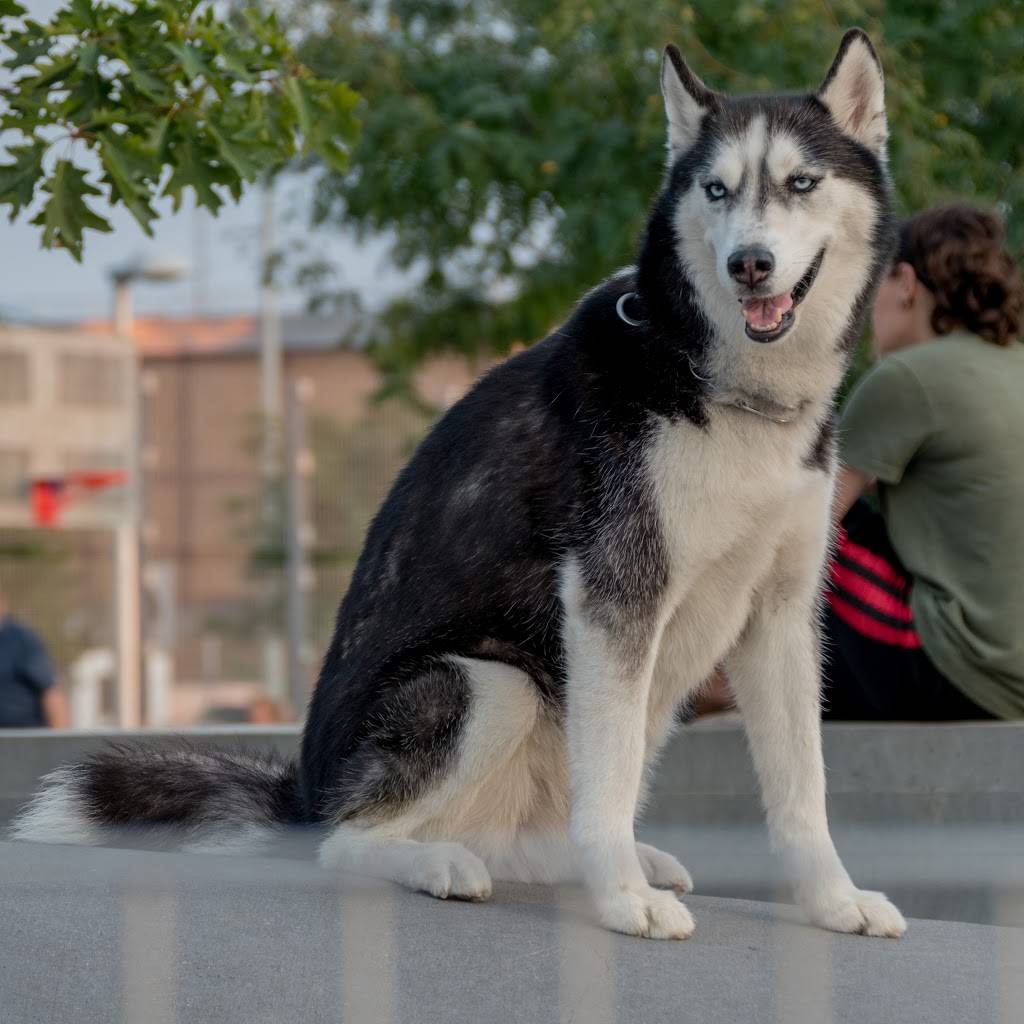 Hunters Point South Dog Run | Hunters Point South Park Center Blvd. &, 51st Ave, Long Island City, NY 11101, USA | Phone: (212) 639-9675