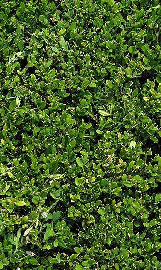 Back Mountain Floral | 2909 Memorial Hwy, Dallas, PA 18612, USA | Phone: (570) 675-4600 Back Mountain Floral | 2909 Memorial Hwy, Dallas, PA 18612, USA | Phone: (570) 675-4600