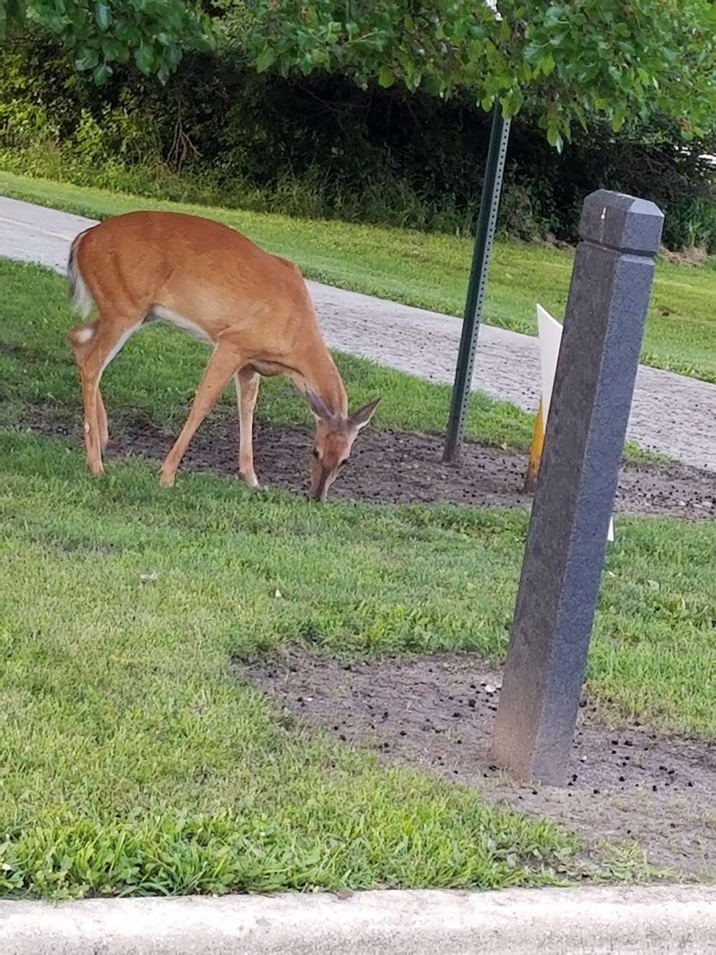 Kickapoo Meadows (Cook County Forest Preserve) | Harvey, IL 60426, USA | Phone: (800) 870-3666