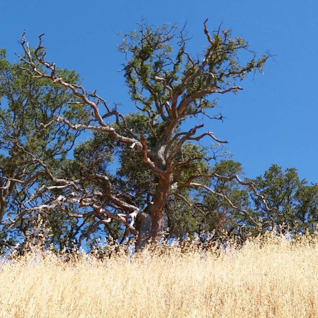 Mount Wanda Trailhead | Cal Riding & Hiking Trail, Martinez, CA 94553, USA