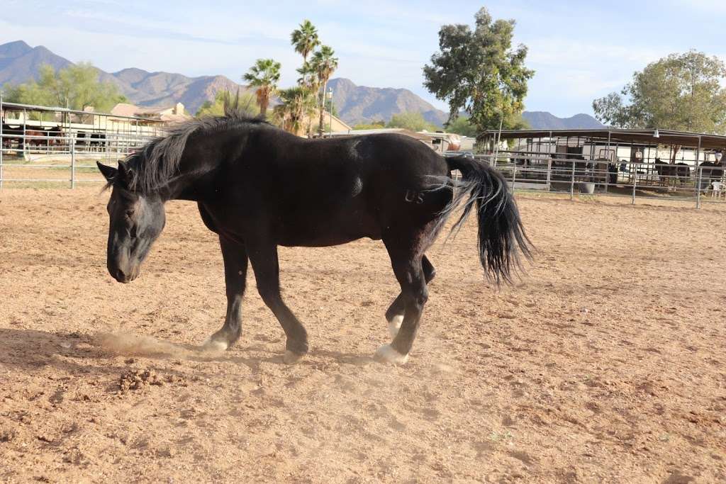 Grandons Equestrian Center | 9644 N 120th St, Scottsdale, AZ 85259, USA | Phone: (480) 860-8986