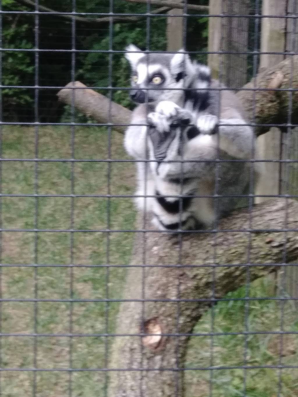 Sumatran Tiger Enclosure | Fort Wayne, IN 46808, USA | Phone: (260) 427-6800