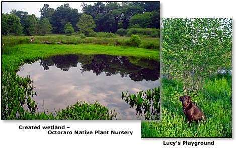 Octoraro Native Plant Nursery | 6126 Street Rd, Kirkwood, PA 17536 | Phone: (717) 529-3160