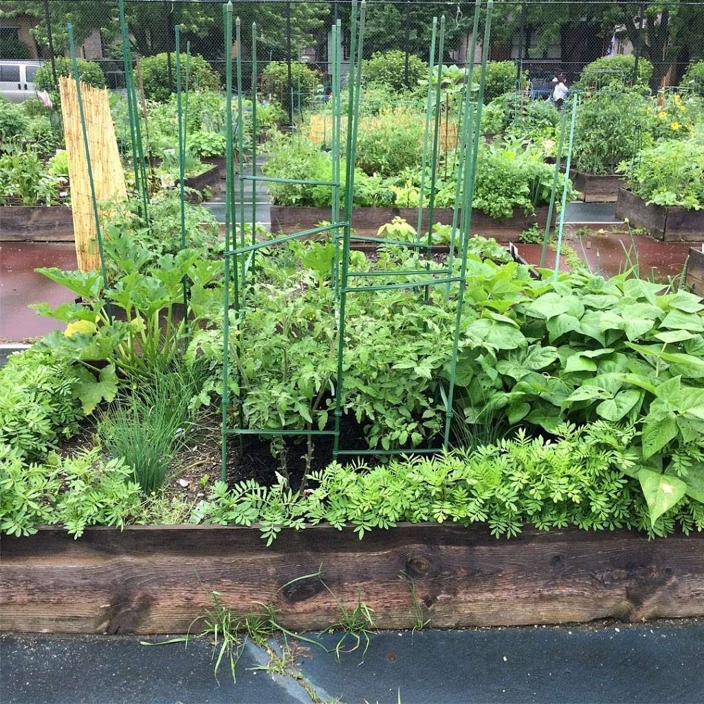 NEIU Ground (Peterson Garden Project) | 5226-5298 N St Louis Ave, Chicago, IL 60625, USA