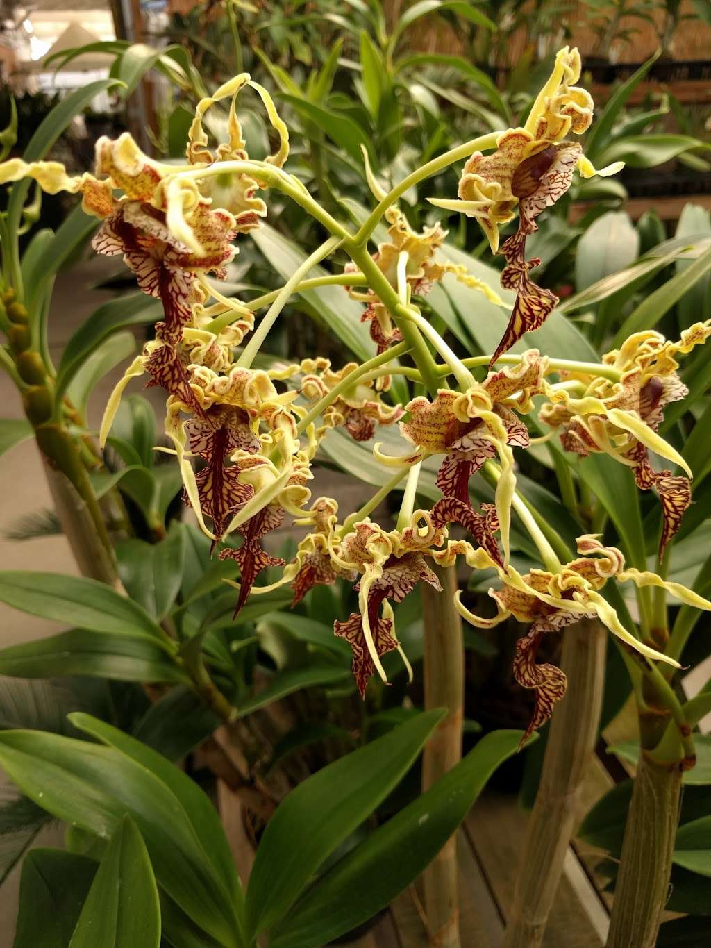 Brookside Orchids | 2718 Alpine Rd, Portola Valley, CA 94028, USA | Phone: (650) 854-4156