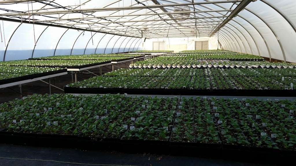 Sullivan’s Greenhouse | 4202 E 307th St, Cleveland, MO 64734, USA | Phone: (816) 899-2536