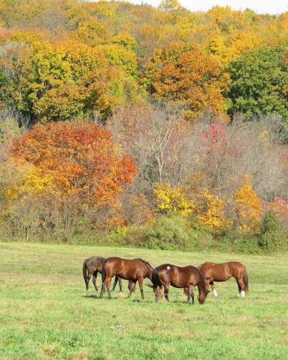 Hope Springs Farm at Marsh Creek State Park | 800 N Reeds Rd, Downingtown, PA 19335, USA | Phone: (610) 321-1960