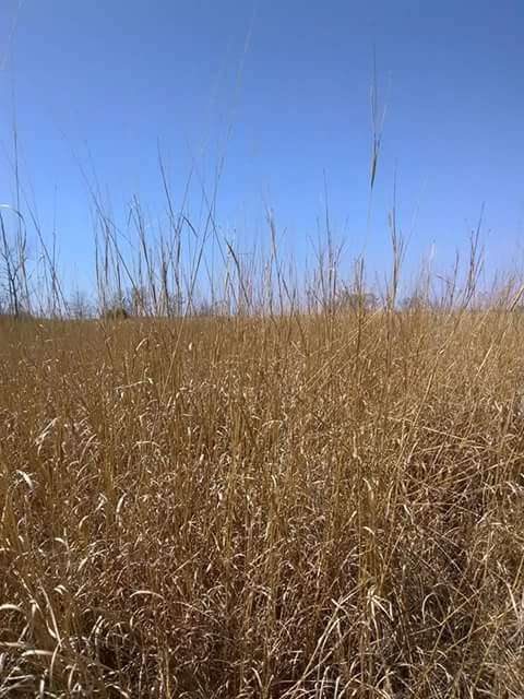 Baker University Wetlands | 1365 N 1250 Rd, Lawrence, KS 66046, USA | Phone: (785) 594-4700