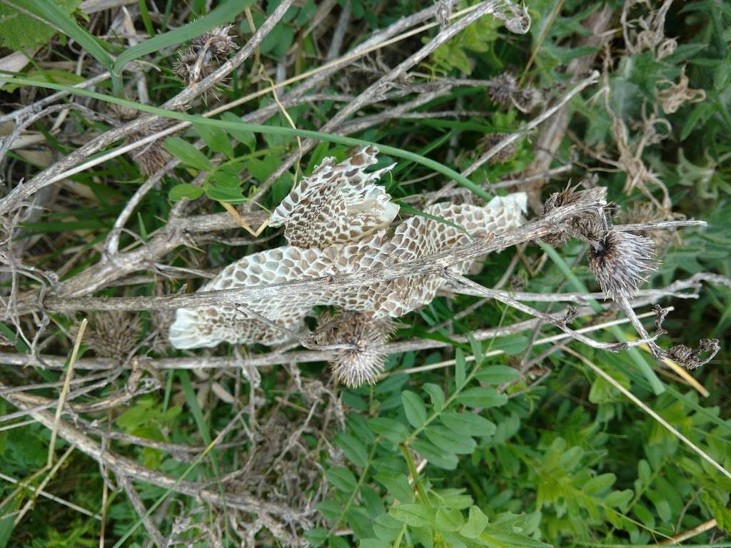 Woodland Beach State Wildlife Management Area | Smyrna, DE 19977, USA