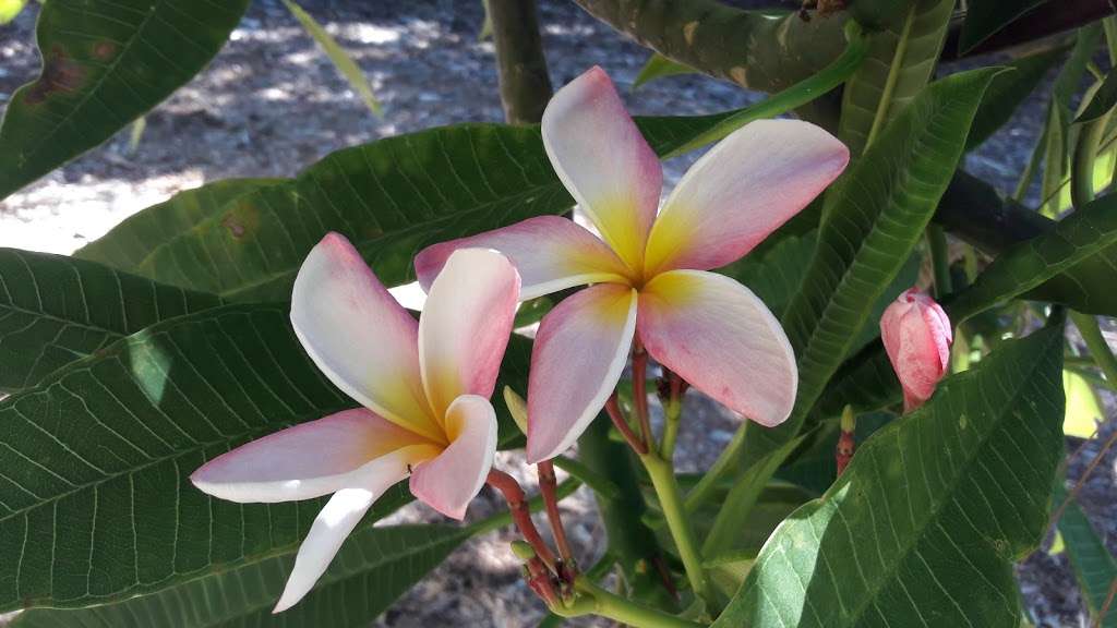 Plumeria Trail | 5776031900, Arcadia, CA 91007, USA