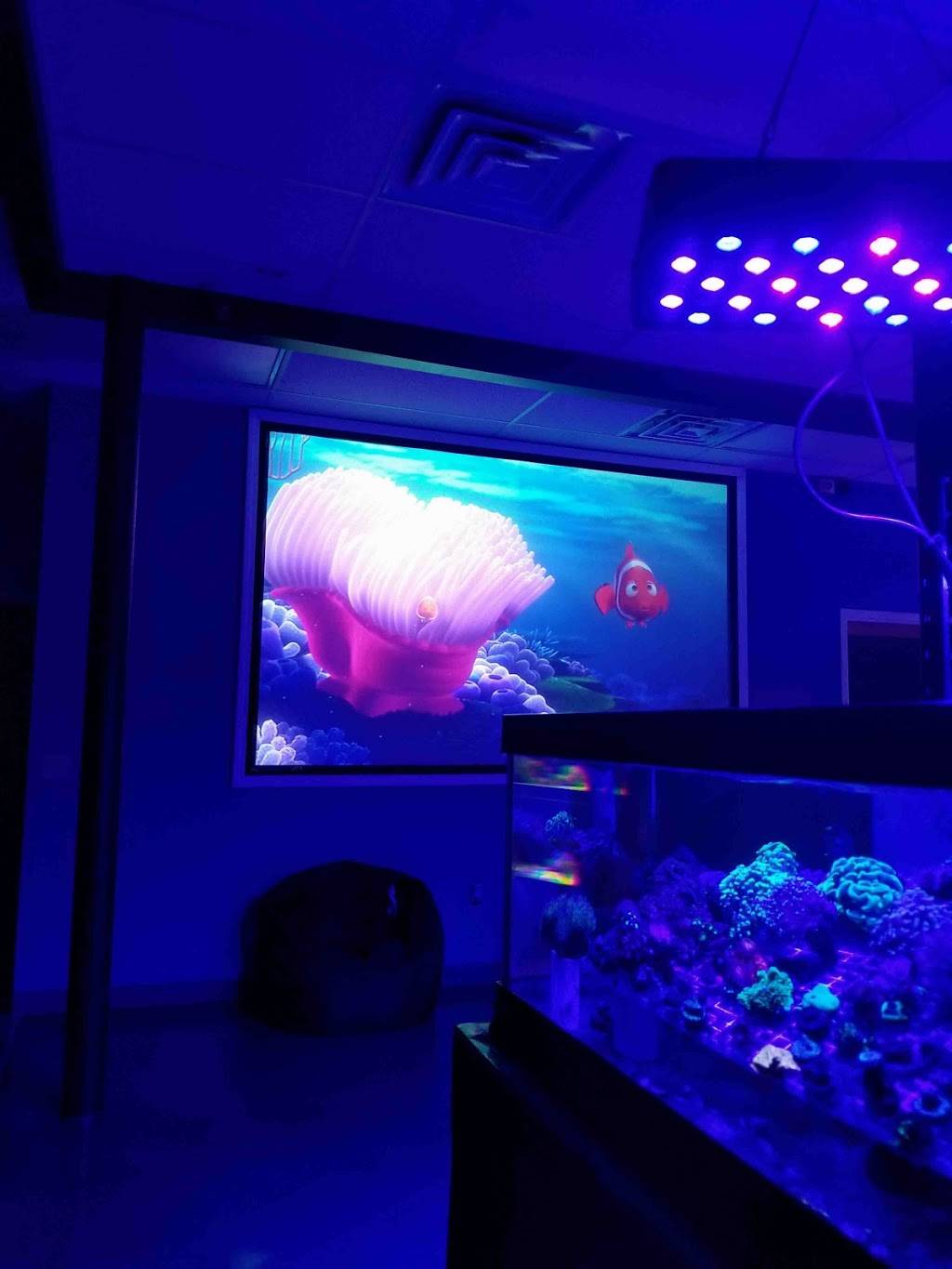 Aquarium MasterMinds LLC | 4120 Secor Rd, Toledo, OH 43623 | Phone: (419) 376-3622