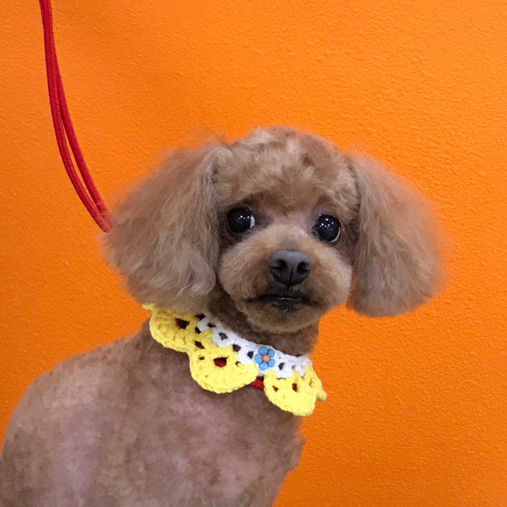 Hello! Kims Grooming | 14766 Beach Blvd, La Mirada, CA 90638 | Phone: (714) 670-7678