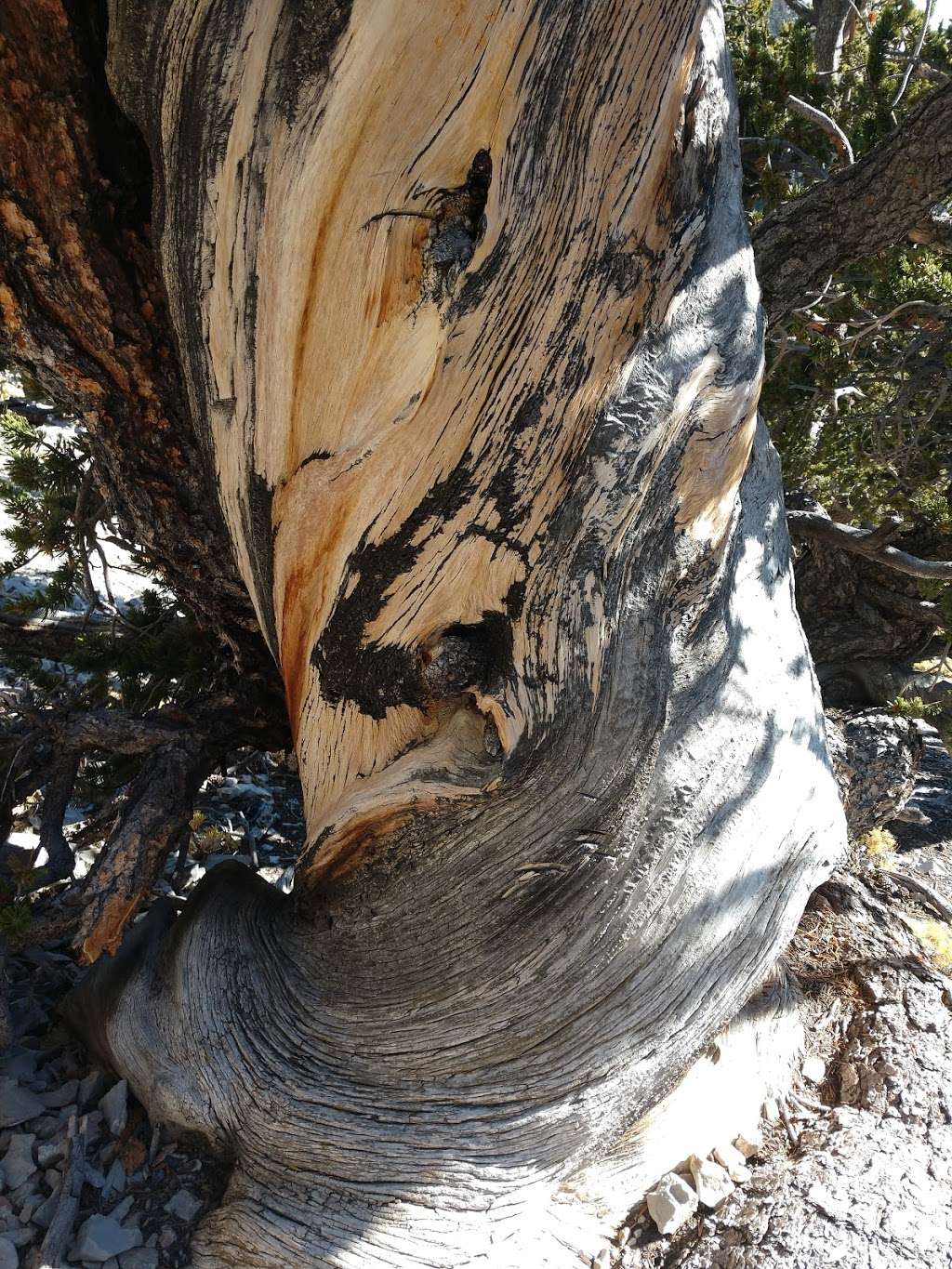 Rain Tree | Forest Trail 041, Mt Charleston, NV 89124, USA