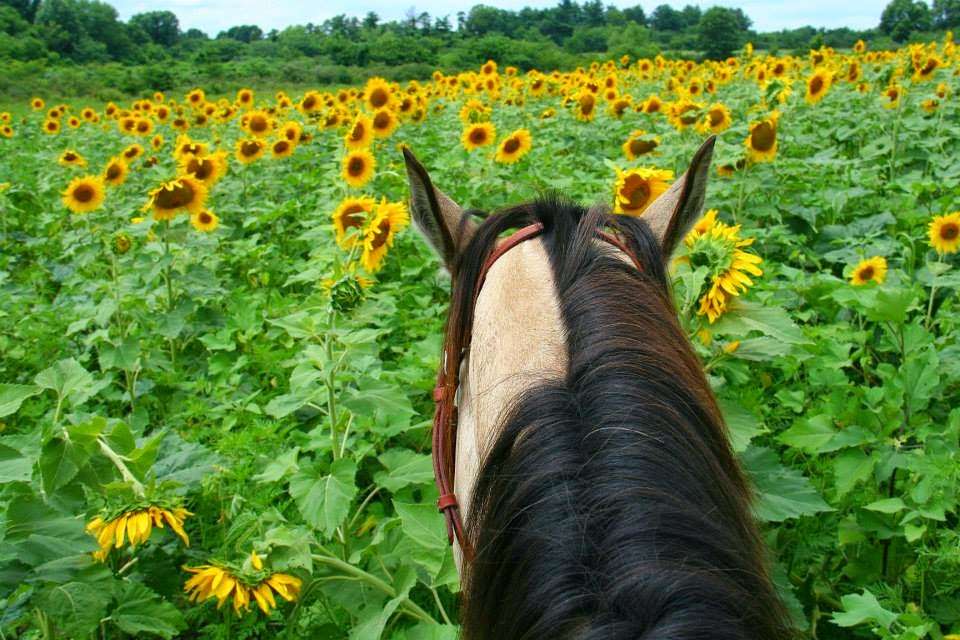 Sunset Trails Stables | 2100 SE Ranson Rd, Lees Summit, MO 64082 | Phone: (816) 554-7699