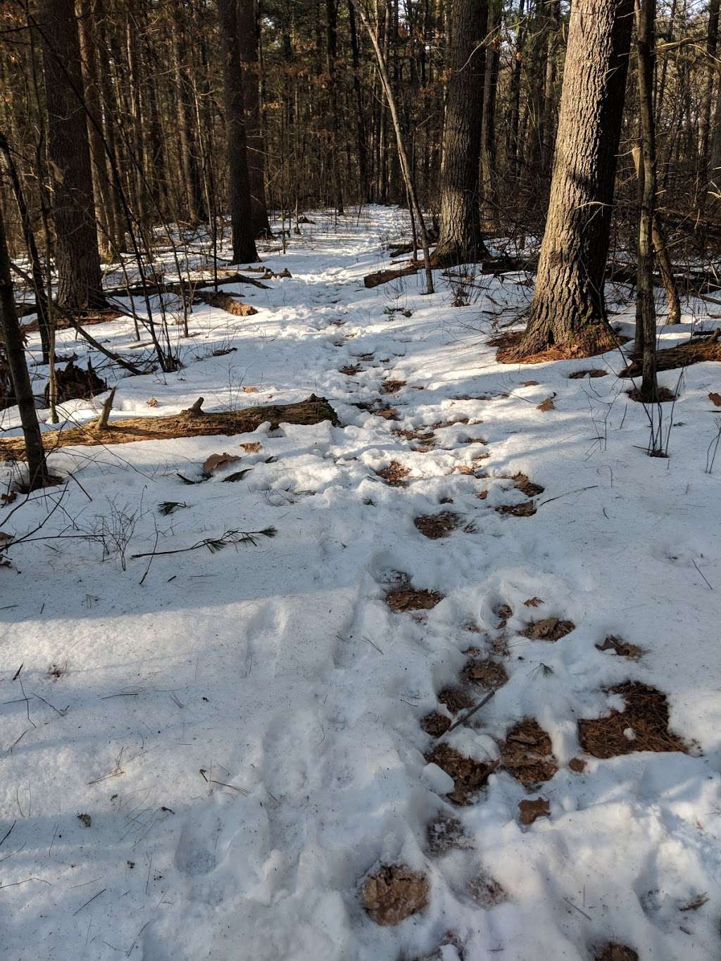 Mass Audubons Nashoba Brook Wildlife Sanctuary | Concord Rd, Westford, MA 01886, USA | Phone: (978) 464-2712